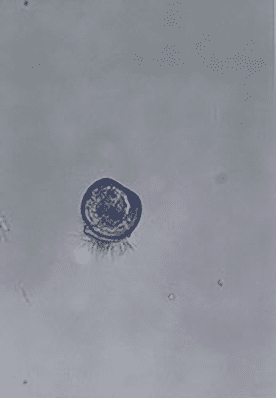 D型幼生の顕微鏡写真